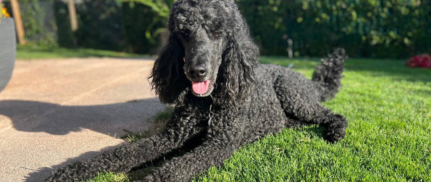 sos_arthos_titelbild